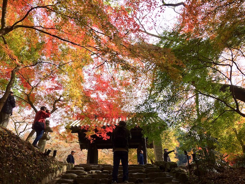 福岡 秋月城跡の黒門の紅葉と和のスイーツ葛が絶品でした 深夜授乳