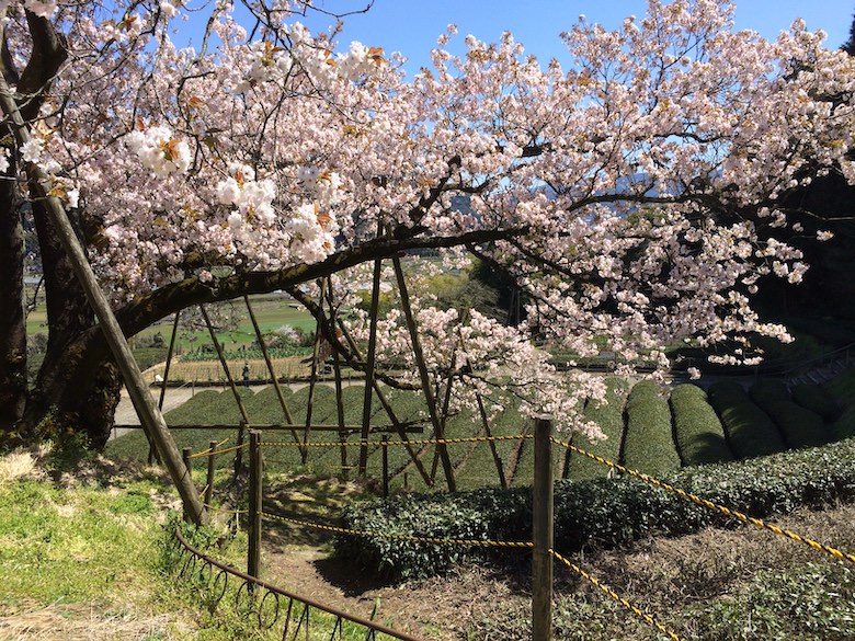 佐賀 嬉野の一本桜は茶畑の中で咲く 納戸料の百年桜もすごく良いよ 深夜授乳